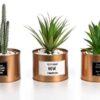 Opps Mini Artificial Plants Plastic Green Grass Cactus with Special Golden Can Pot Design for Home Décor – Set of 3